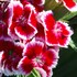 'Red Picotte'  Hardy Sweet William