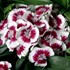 'Red Picotte'  Hardy Sweet William
