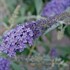 Buzz™ Buddleia Sky Blue''