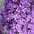 Buzz™ Buddleia Sky Blue''