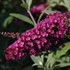 Buzz™ 'Magenta' Buddleja 