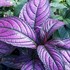 'Persian Shield'