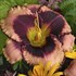 'Daring Deception' Daylily