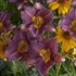 'Purple De Oro' Daylily