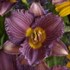 'Purple De Oro' Daylily
