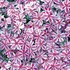 Creeping Phlox 'Candy Stripe'