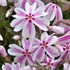 Creeping Phlox 'Candy Stripe'