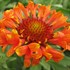 'Fanfare Blaze'  Blanket Flower