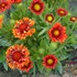 'Fanfare Blaze'  Blanket Flower