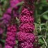 'Miss Molly'  Butterfly Bush