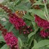 'Miss Molly'  Butterfly Bush