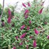 'Miss Molly'  Butterfly Bush