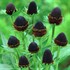 'Green Wizard'  Coneflower