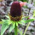 'Green Wizard'  Coneflower