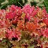 'Marmalade'  Coral Bells