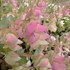 Kent Beauty Ornamental Oregano