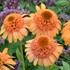 'Supreme Cantaloupe'  Double Coneflower