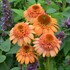 'Supreme Cantaloupe'  Double Coneflower