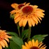 'Supreme Cantaloupe'  Double Coneflower