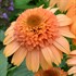 'Supreme Cantaloupe'  Double Coneflower