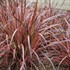 'Fireworks' Rubrum Grass