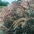 Purple Fountian Grass 'Rubrum'