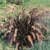 Purple Fountian Grass 'Rubrum'