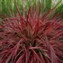'Fireworks' Rubrum Grass