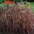 'Fireworks' Rubrum Grass