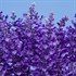 Salvia Cathedral ™ Deep Blue
