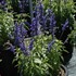 Salvia Cathedral ™ Deep Blue