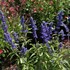 Salvia Cathedral ™ Deep Blue