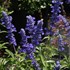 Salvia Cathedral ™ Deep Blue
