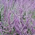 Russian Sage
