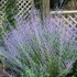 Russian Sage