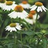 'Pow Wow White' Coneflower