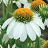 'Pow Wow White' Coneflower