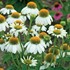 'Pow Wow White' Coneflower