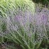 Russian Sage