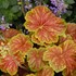 'Delta Dawn' Coral Bells