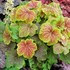 'Delta Dawn' Coral Bells