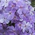 Tall Phlox 'Blue Boy'