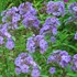 Tall Phlox 'Blue Boy'