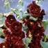'Double Scarlet'  Hollyhock