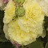 'Double Yellow'  Hollyhock