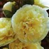'Double Yellow'  Hollyhock