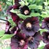 Hollyhock 'Nigra'