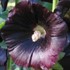 Hollyhock 'Nigra'