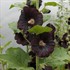 Hollyhock 'Nigra'