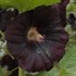 Hollyhock 'Nigra'